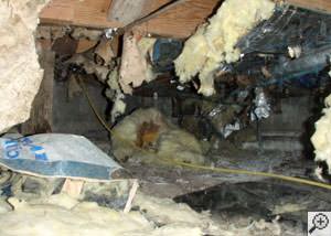 A messy crawl space filled with rotting insulation and debris in Walnut Creek.