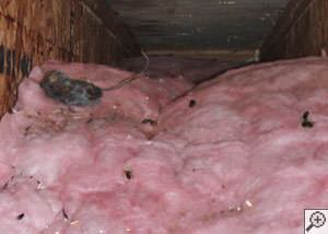 A dead mouse and its feces in a batt of fiberglass insulation in a crawl space in San Francisco.