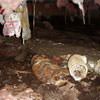 Mold, flooding water, mildew, and rot in a crawl space environment in Pittsburg.