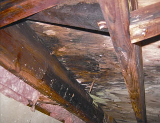 mold and rot in a San Francisco crawl space